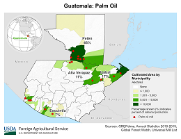 images\GT\cropprod\Guatemala_Oil_Palm_preview.png
